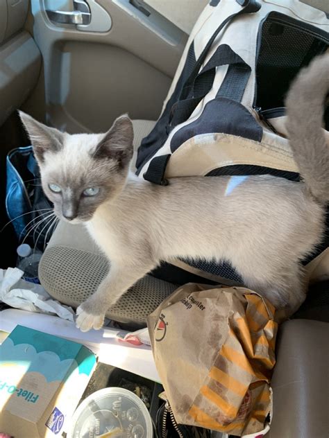 kittens for sale salinas ca|More.